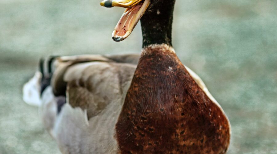 Semaine du canard